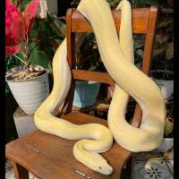 M - Ivory Burmese Python Adult